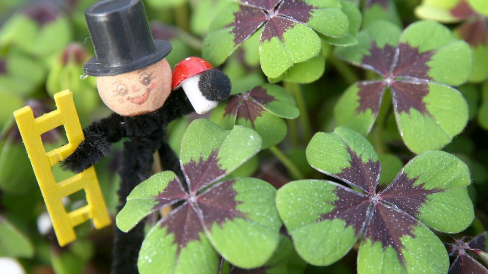 Taugt für mehr als eine Saison: Der Glücksklee ist eine Zwiebelpflanze. Foto: Bernd Wüstneck/dpa