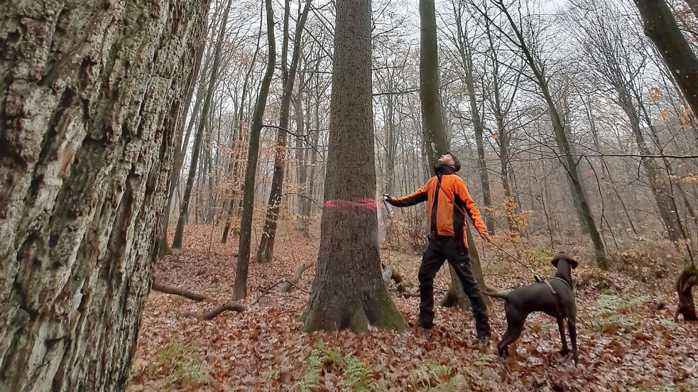 Jan-Fiddy Winkelhake markiert eine Tanne: Momentan werden im Ihlower Forst Bäume gefällt, die wertvolle Lebensräume bedrohen. Foto: Niedersächsische Landesforsten