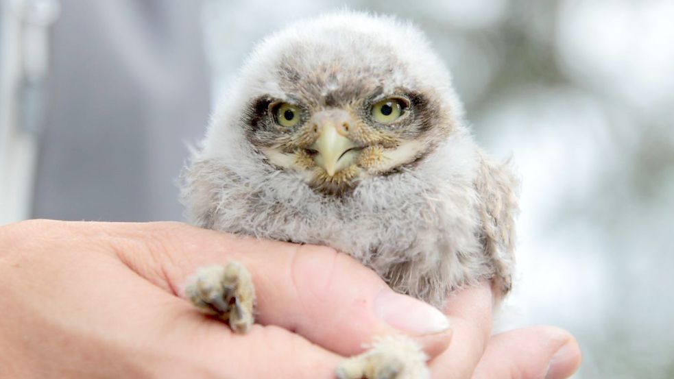 Wenn alles gut läuft, könnten die neuen Auricher Steinkäuze bald selbst für solch flauschigen Nachwuchs sorgen. Foto: Bergmann