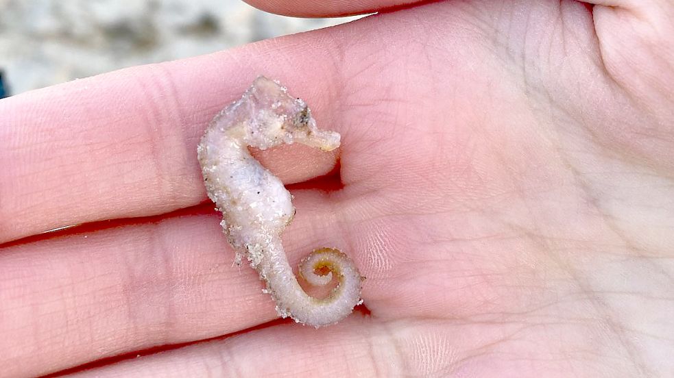 Dieses tote kurzschnäuzige Seepferdchen (Hippocampus hippocampus) wurde am 10. Januar vergangenen Jahres am Nordoststrand von Wangerooge entdeckt. Foto: Timon Hülsmann/Mellumrat