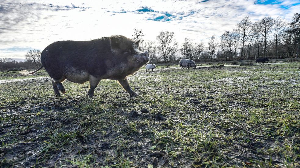 Auch größere Schweine fühlen sich hier sauwohl.
