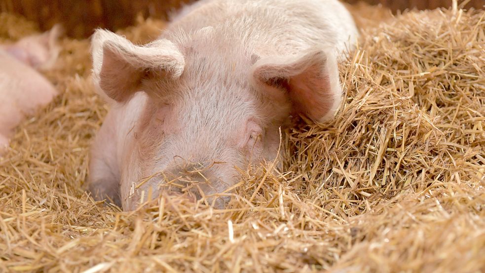 Der Satz „Hier kann doch kein Schwein schlafen“ entbehrt im Hof „Kleine Streuner“ jeglicher Grundlage.