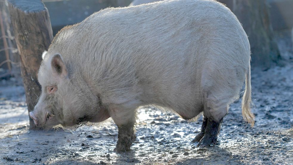 Minischweine landen oft im Hof, weil ihre Besitzer nach anfänglicher Begeisterung überfordert sind.