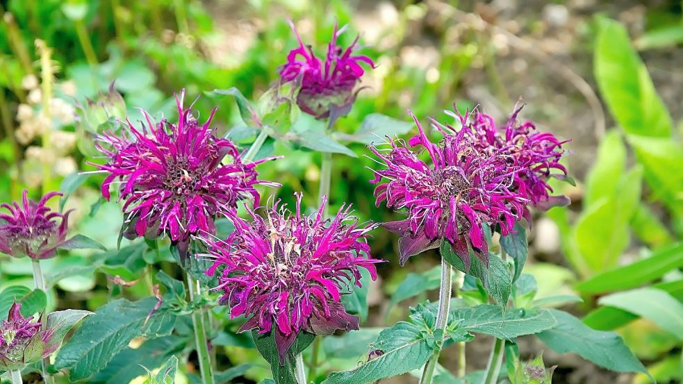 Die Monarda gibt es in sehr vielen Farbtönen. Foto: pixabay