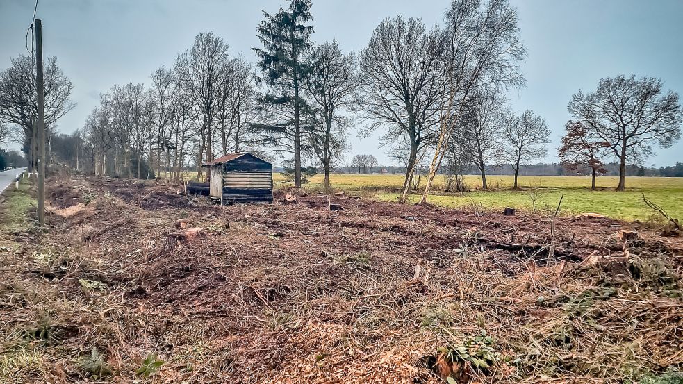 Streckenweise wurde fast der gesamte Waldstreifen entnommen. Links im Bild erkennt man die Überland-Telefonleitung, die frei hängend an Teilen der Strecke verläuft. Fotos: privat