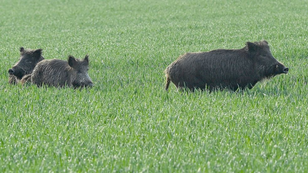 Ostfriesland gilt nicht als besonderes Wildschwein-Gebiet, aber nicht nur hier scheint ihr Bestand gerade unter Druck zu stehen. Foto: Pleul/dpa