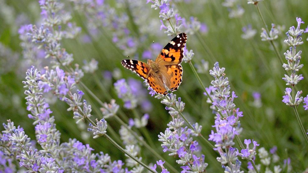 Wer Lavendel pflanzt, erwartet jedes Jahr eine schöne Blüte. Leider wird diese Hoffnung oft getäuscht. Foto: pixabay