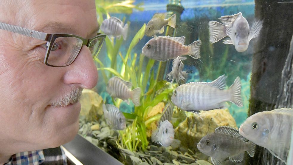 Uwe Meyer hat sich auf Tankanjika-Cichliden spezialisiert, eine Buntbarsch-Art, die eigentlich in Tansania beheimatet ist. Fotos: Ortgies