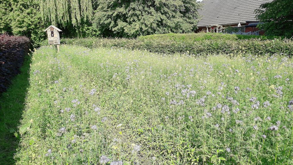 Diese Wildblumenwiese beim Dorfgemeinschaftshaus in Großoldendorf stand bereits in voller Blüte. Foto: Archiv/Stephan