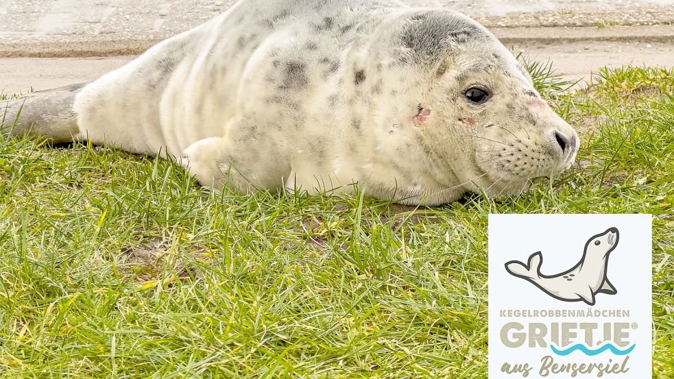 Das Kegelrobbenmädchen „Grietje“ aus Bensersiel. Mit etlichen Blessuren war sie angespült worden. Foto: Esens-Bensersiel Tourismus GmbH