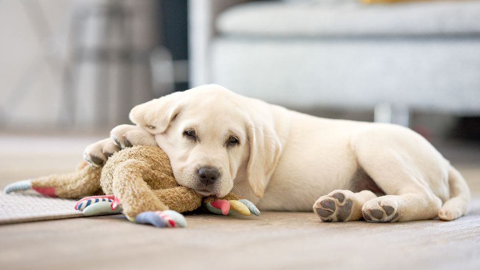 Der Labrador gehört im Ranking von „Tasso“ zu den beliebtesten Hunderassen in Deutschland. Foto: IMAGO IMAGES/Zoonar