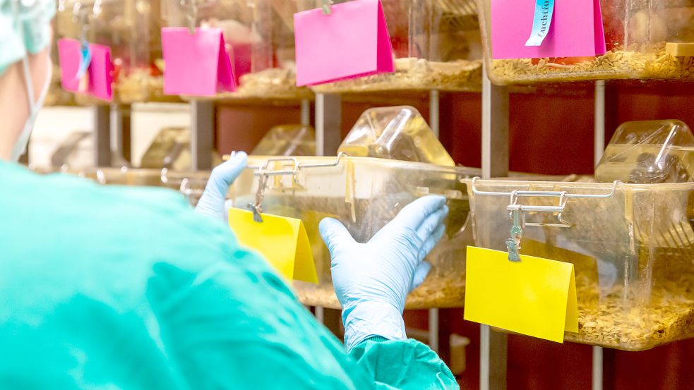 Noch sind keine Nager in den Käfigen, doch in den kommenden Tagen steht auch für sie der Umzug an. In der Forschungstierhaltung werden gleichzeitig rund 40.000 Versuchstiere gehalten. Ein Großteil davon sind Mäuse. Foto: Universitätsklinikum Hamburg-Eppendorf (UKE)