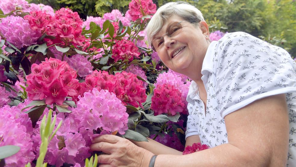 So wie hier im Garten von Annelene Gertje in Bokel lieben viele den Rhododendron – mit kurzer, aber dafür üppiger und farbenfroher Blüte. Foto: Ortgies/Archiv