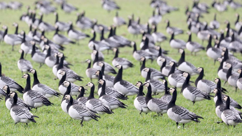 Nonnengänse rasten häufig im Rheiderland. Symbolfoto: Wüstneck/dpa