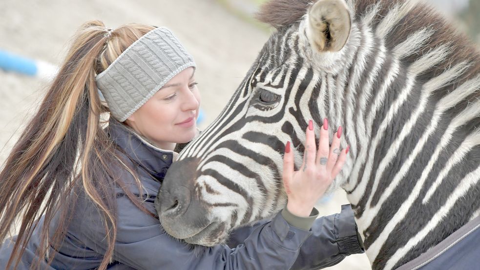 Sarah Klaassen ist für Stripes ein fester Bezugspunkt – sie hat den Zebra-Hengst vor drei Jahren nach Ihlow geholt. Foto: Ortgies