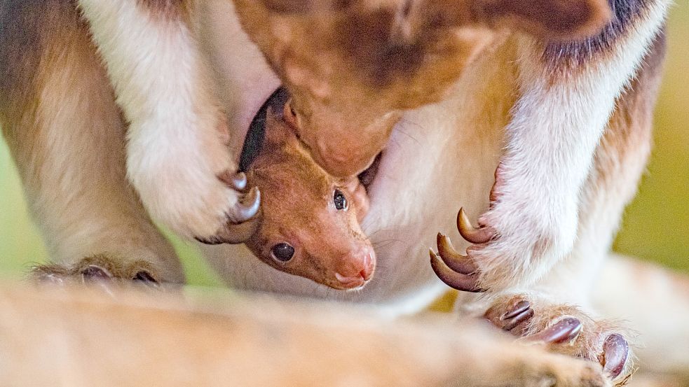 Englische Natürschützer haben den Moment festgehalten, in dem ein Baumkänguru-Baby erstmals den Beutel der Mutter verlässt. Foto: IMAGO IMAGES/Cover-Images