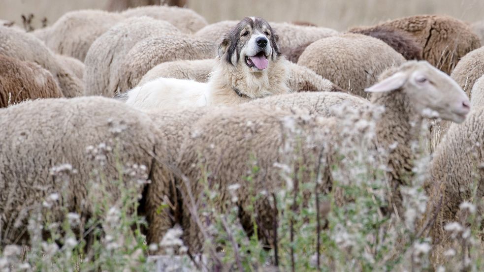 Krummhörns Deichacht-Rendant Frank Rosenberg betonte an der Knock, wie wichtig die Schäfer für die Deiche sind. Herdenschutzhunde halten diese aber für keine gute Idee. DPA-Symbolfoto: Christoph Schmidt