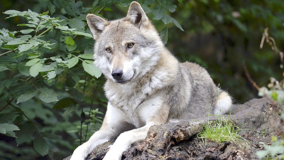 Zwar steht der Wolf seit vergangenem Jahr im niedersächsischen Jagdrecht. Allgemeine Jagdzeiten gibt es aber nicht. Symbolfoto: Pixabay