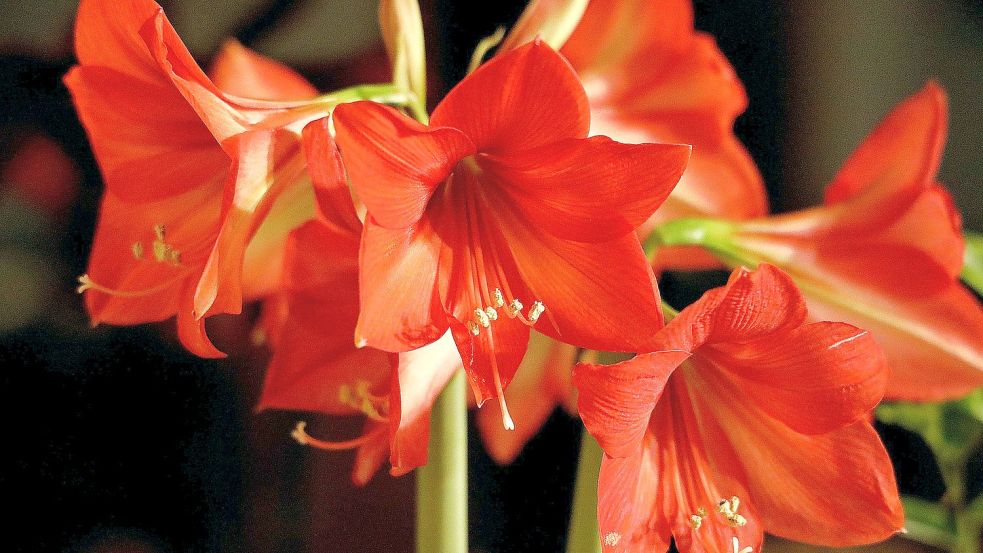 Kann immer wieder blühen: Amaryllis. Foto: Pixabay