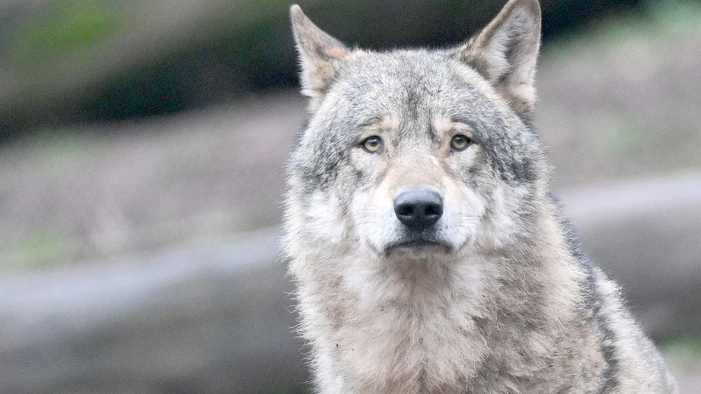 Der Wolf, der mehrere Schafe in der Krummhörn gerissen hat, ist identifiziert. DPA-Symbolfoto: Weißbrod