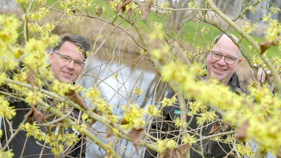 Björn Ehsen (links) und Christian Wandscher sind die Chefs im Park der Gärten. Hier lugen sie durch die Blüten der Zaubernuss (Hamamelis x intermedia „Sunburst“) hindurch. Fotos: Ortgies