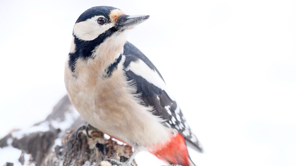 Der Buntspecht gehört zu den Vogelarten, die in diesem Winter seltener gezählt wurden. Foto: Derer/Nabu