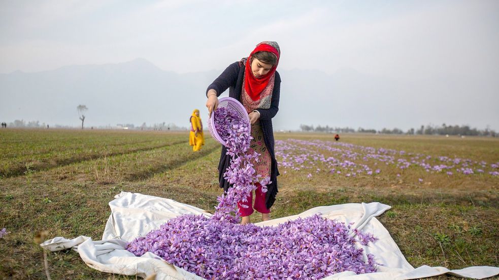 Safranblüten aus Indien: Insgesamt führt kein EU-Land mehr Gewürze ein als Deutschland. Foto: Mukhtar Khan/AP/dpa