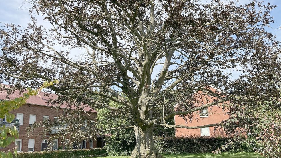 Diese Rotbuche in Weener ist in die Jahre gekommen. Jetzt wird ein Großteil der Krone aus dem Baum geschnitten. Foto: Landkreis Leer