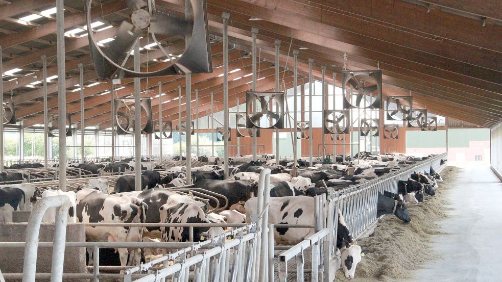Ventilatoren gegen die Sommerhitze: Die Westrup-Koch Milch GbR hat aufgrund des Klimawandels investiert – und kürzlich einen Klima-Sonderpreis gewonnen. Foto: privat