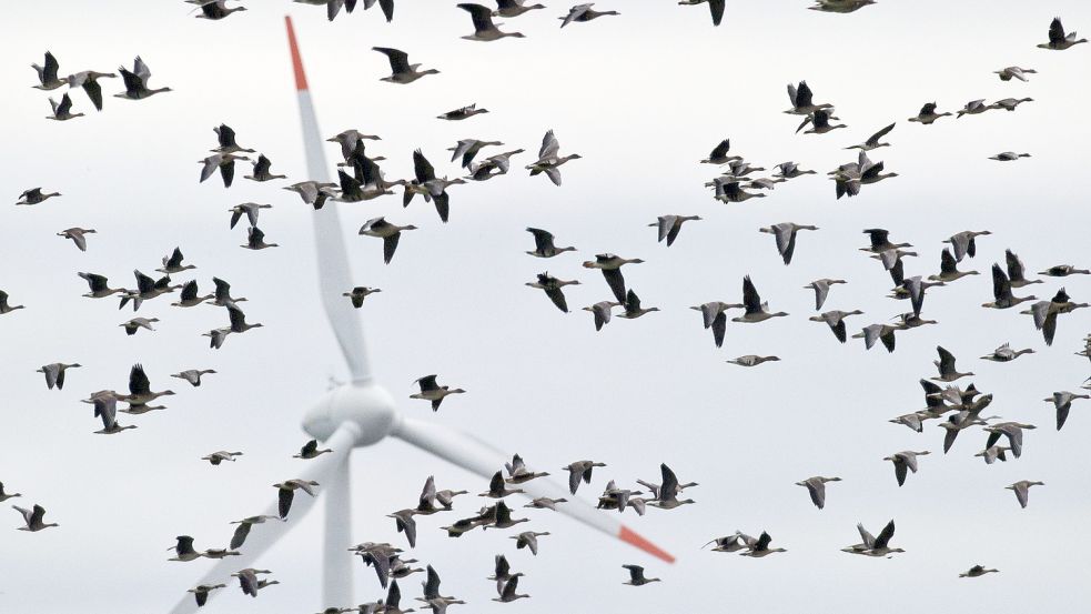 Für manche Vögel sind Windräder ein potenziell tödliches Hindernis. Der Naturschutzbund befürchtet, dass der geplante starke Ausbau der Windenergie das Artensterben beschleunigen könnte. Foto: dpa-Zentralbild