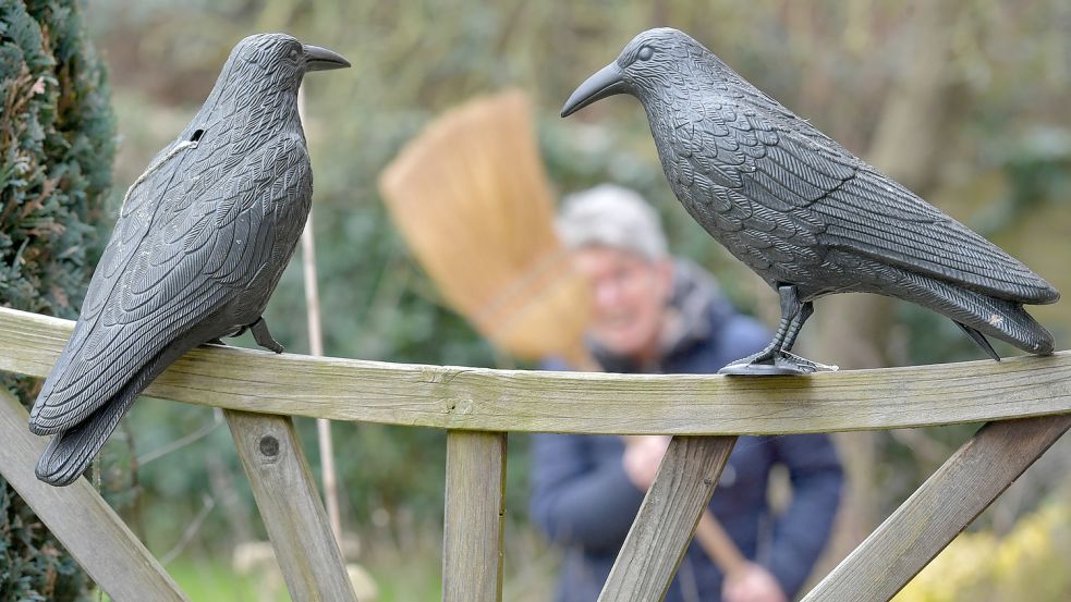 Diese Krähen wird man wohl nicht zum Wegfliegen bewegen können – sie sind nicht echt. Solche Kunststoffattrappen verschrecken jedoch Tauben. Foto: Ortgies