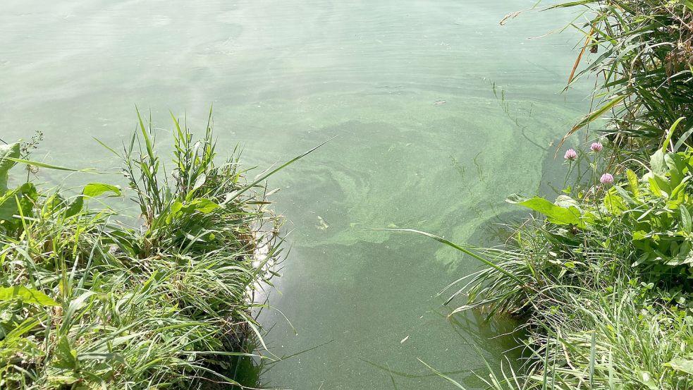 Am Idasee gibt es immer mal wieder Blaualgen-Vorkommen. Symbolfoto: Reichert/dpa