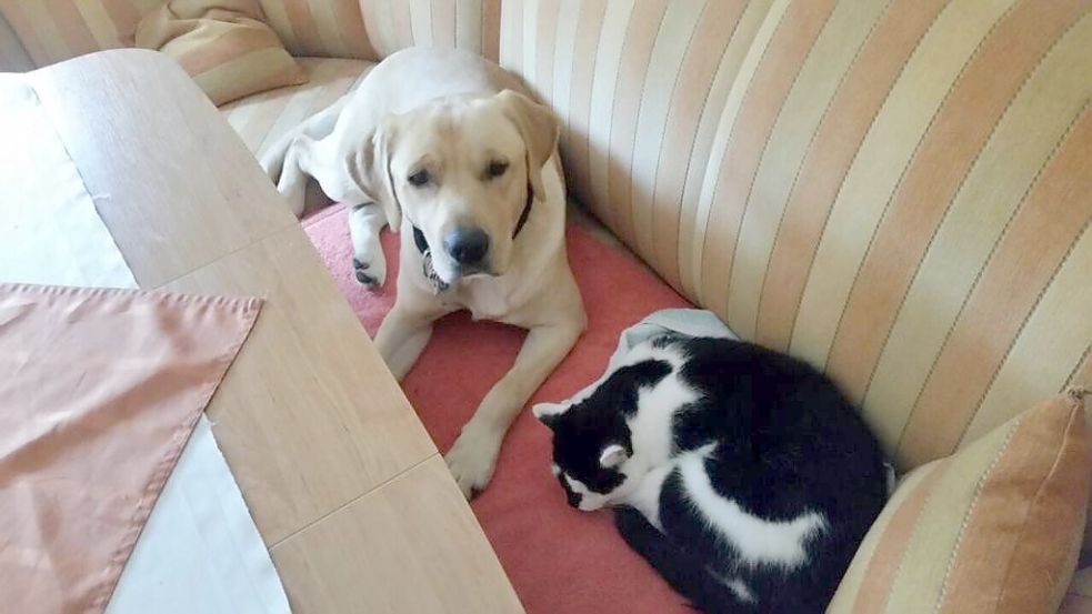 Balu war laut der Familie Fürup ein sehr freundlicher Hund, der sich selbst mit Katzen gut verstanden hat. Foto: Privat