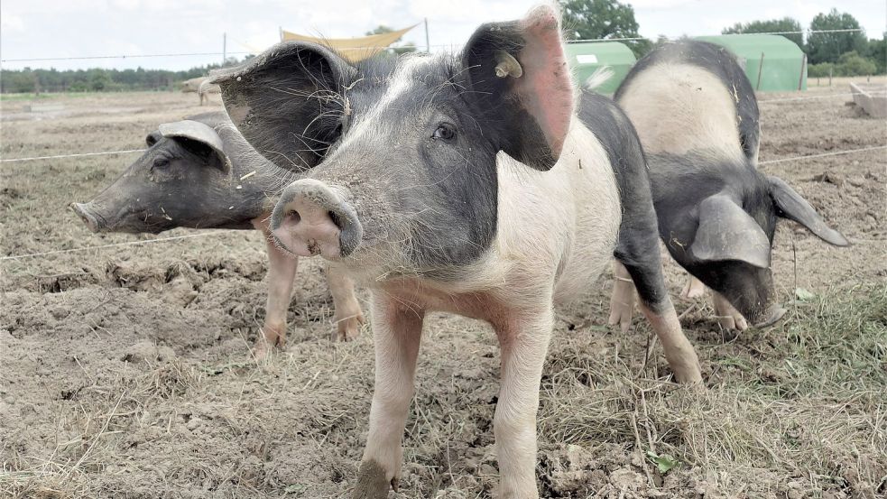 Wer Tiere artgerecht hält und Fleisch in Bio-Qualität erzeugt, möchte auch bei der Schlachtung unnötigen Stress, wie durch einen Transport, vermeiden. Foto: Silvia Passow