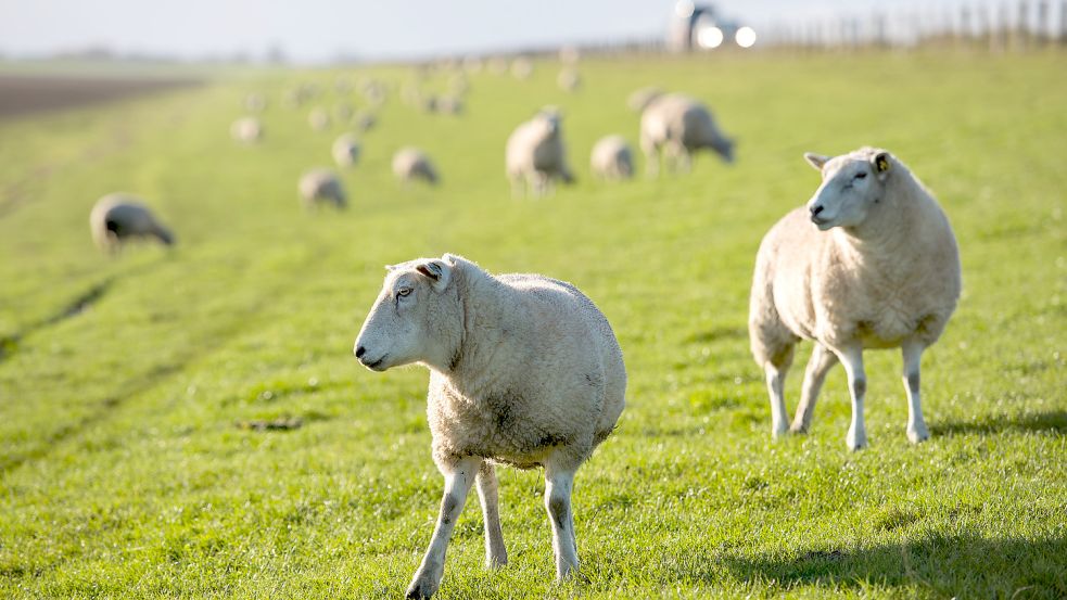 Das Deichvorland wird derzeit nur für die Beweidung genutzt. Symbolfoto: DPA