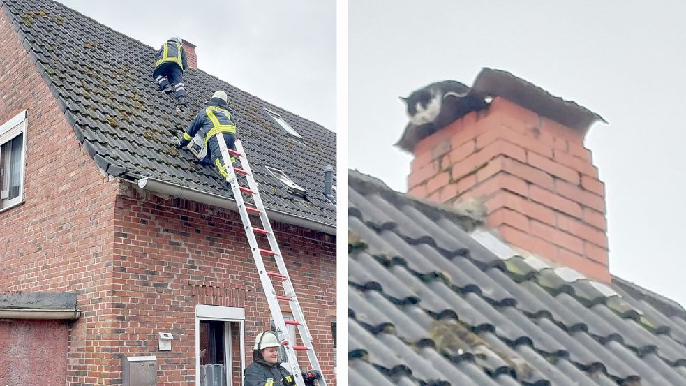 In Westerhusen wurde eine Katze vom Dach gerettet. Foto: Feuerwehr