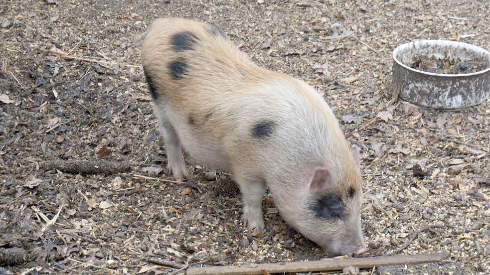 Es besteht der Verdacht, dass die Tiere ausgesetzt wurden. Foto: Hagewiesche