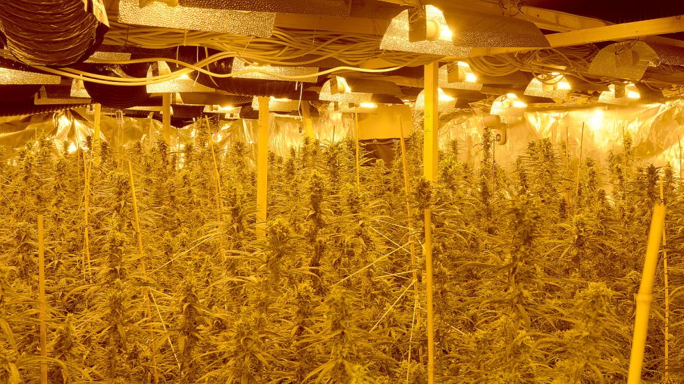 Um diese Cannabis-Plantage geht es in dem Verfahren. Archivfoto: Polizei Aurich
