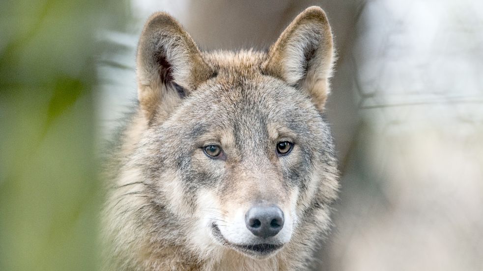 Wölfe können gefährlich sein und machen vielen Menschen Angst. Was tun? Foto: dpa