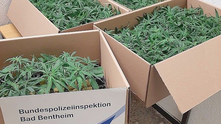 Die Beamten fanden eine große Anzahl an Cannabispflanzen. Foto: Bundespolizei