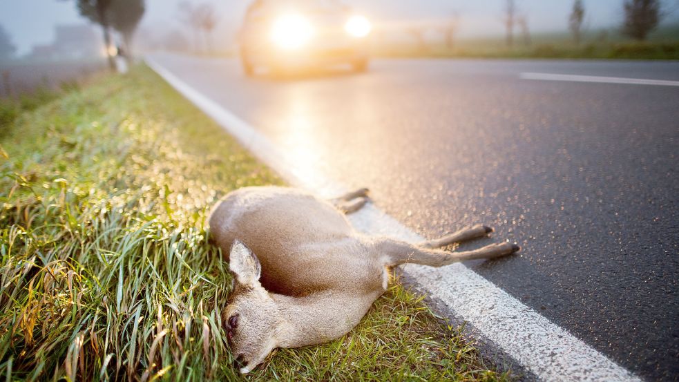 Ein durch einen Zusammenstoß mit einem Fahrzeug getötetes Reh liegt am Straßenrand. Wie verhalte ich mich eigentlich, wenn ich ein Tier anfahre, eines verletzt oder tot finde? Foto: Julian Stratenschulte/dpa