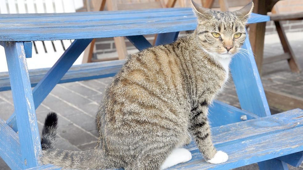 Katzen sind auch in Ostfriesland weit verbreitet. In Wittmund wurde ein verwahrlostes Tier aus einer Wohnung geholt, ein anderes verendete qualvoll, weil der Besitzer es nicht von einem Tierarzt behandeln lassen wollte. Foto: Archiv/Ullrich