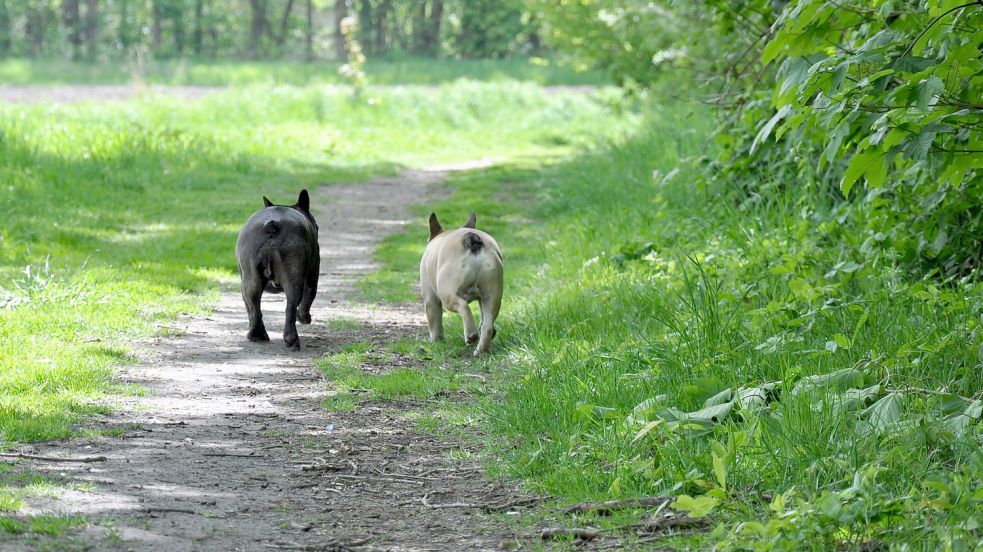 Nicht jedes Tier ist auch ein glückliches. Wenn der Verdacht auf schlechte Haltung besteht, greifen Tierärzte des Veterinäramtes ein. Foto: Archiv/Ullrich