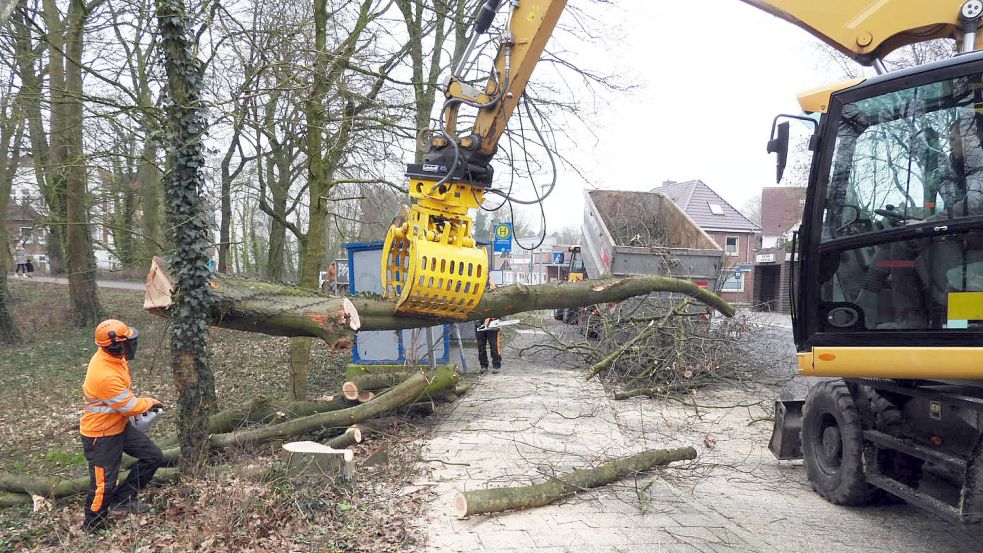 An den Wallaufgängen am Nordertor wurden am Mittwoch im Vorfeld des Straßenbauprojektes mehrere Bäume gefällt. Foto: F. Doden