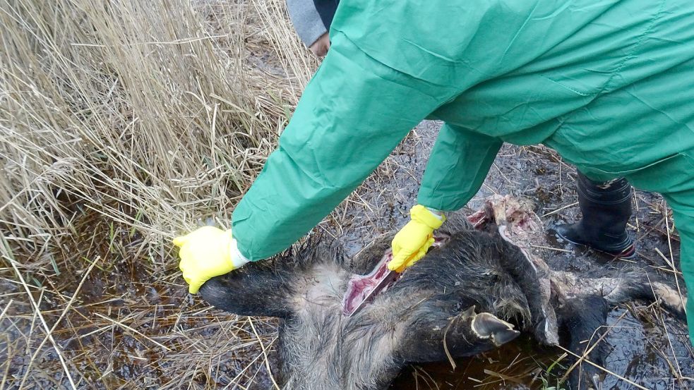 Die Afrikanische Schweinepest kann auch durch ein Wildschwein wie dieses in die Region gebracht werden. Ein Amtstierarzt stellt eine Probe sicher, die anschließend im Labor untersucht wird. Foto: Zweckverband Veterinäramt Jade-Weser