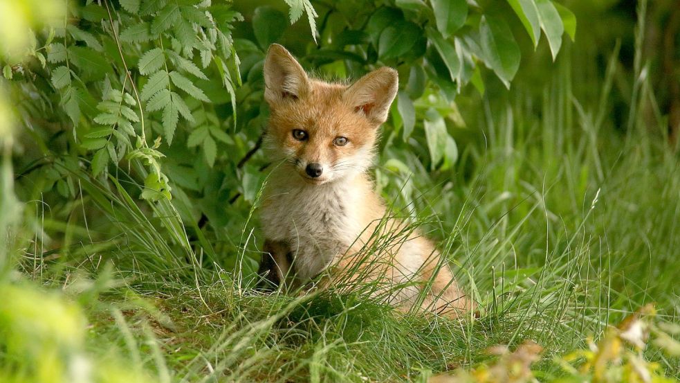 Die ersten Fuchswelpen kommen im März zur Welt. Foto: Pixabay/tommileew