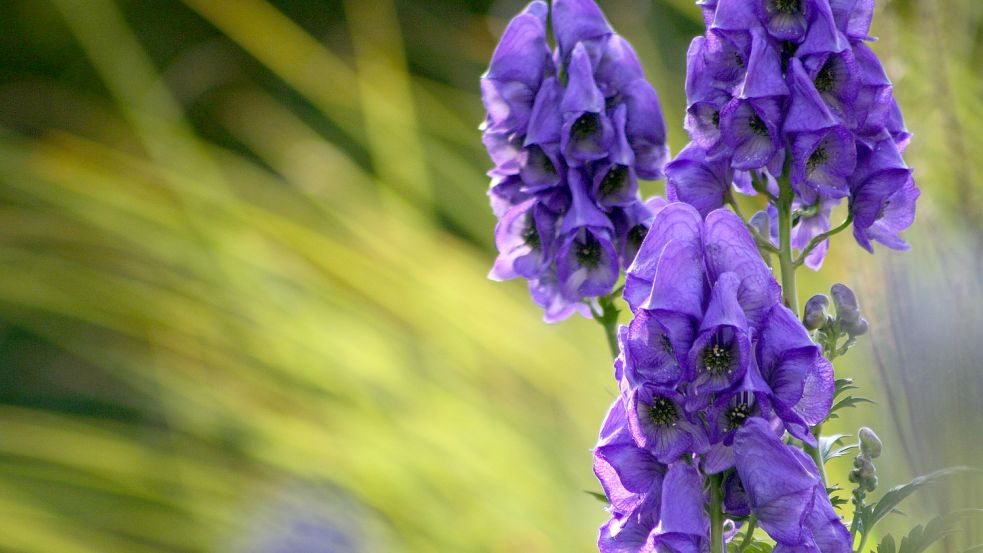 Eisenhut (Aconitum carmichealii) wird mit seinen großen Blüten schnell kopflastig und braucht Halt. Foto: pixabay