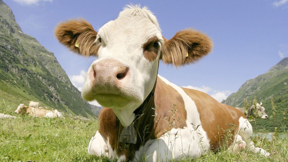 Schweizer Züchter haben am Wochenende eine Kuh im Regionalzug mitgenommen. Foto: imago images/blickwinkel