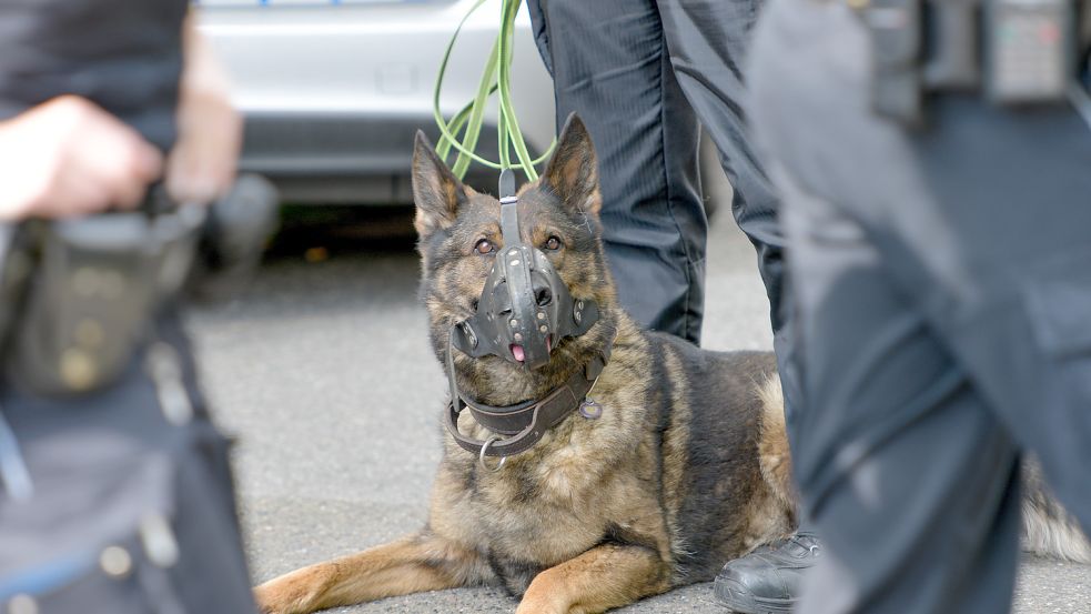 Ein Hamburger Diensthund der Polizei im Einsatz. Foto: dpa/Axel Heimken