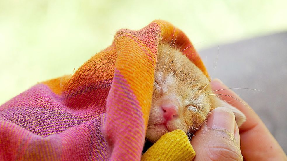 Personen, die Katzen mit der Flasche aufziehen wollen, werden gesucht. Foto: Pixabay